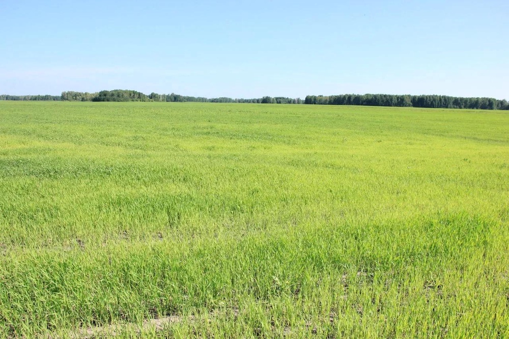 Без добавления "Фульвогумата"