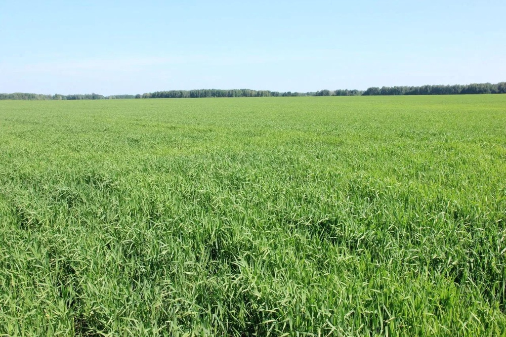 Обработано "Фульвогуматом"